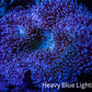 Leather Coral- Long Polyp Toadstool Leather 10cm WYSIWYG A1 Leather Coral- Long Polyp Toadstool Leather 10cm WYSIWYG A1 Soft Coral Leather Coral- Long Polyp Toadstool Leather 10cm WYSIWYG A1 Zeo Box Reef