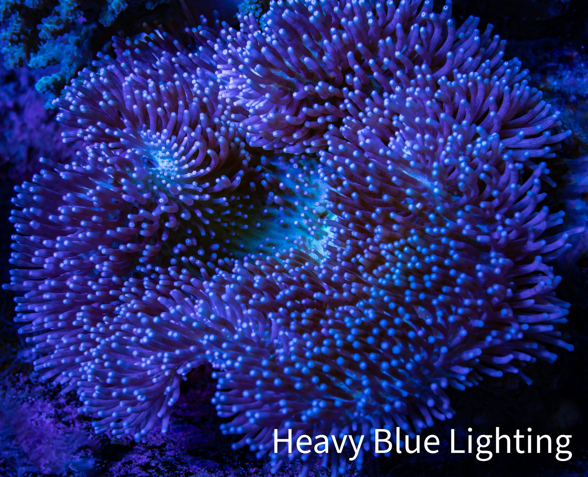 Leather Coral- Long Polyp Toadstool Leather 10cm WYSIWYG A1 Leather Coral- Long Polyp Toadstool Leather 10cm WYSIWYG A1 Soft Coral Leather Coral- Long Polyp Toadstool Leather 10cm WYSIWYG A1 Zeo Box Reef