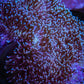 Leather Coral- Long Polyp Toadstool Leather 10cm WYSIWYG A2 Leather Coral- Long Polyp Toadstool Leather 10cm WYSIWYG A2 Soft Coral Leather Coral- Long Polyp Toadstool Leather 10cm WYSIWYG A2 Zeo Box Reef