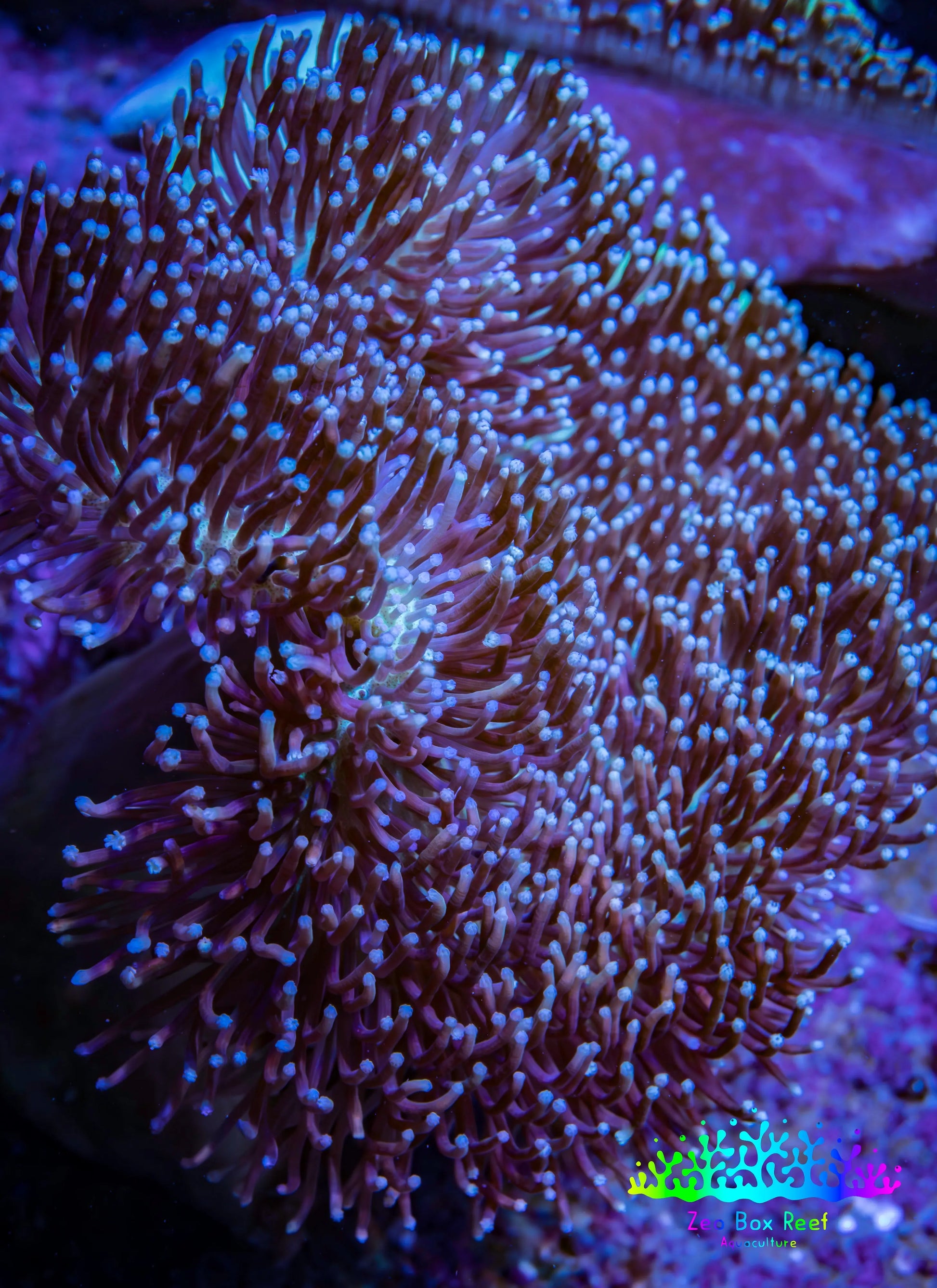 Leather Coral- Long Polyp Toadstool Leather 10cm WYSIWYG A2 Leather Coral- Long Polyp Toadstool Leather 10cm WYSIWYG A2 Soft Coral Leather Coral- Long Polyp Toadstool Leather 10cm WYSIWYG A2 Zeo Box Reef