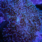 Leather Coral- Long Polyp Toadstool Leather 10cm WYSIWYG A2 Leather Coral- Long Polyp Toadstool Leather 10cm WYSIWYG A2 Soft Coral Leather Coral- Long Polyp Toadstool Leather 10cm WYSIWYG A2 Zeo Box Reef
