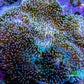 Leather Coral- Long Polyp Toadstool Leather 10cm WYSIWYG A2M Leather Coral- Long Polyp Toadstool Leather 10cm WYSIWYG A2M Soft Coral Leather Coral- Long Polyp Toadstool Leather 10cm WYSIWYG A2M Zeo Box Reef