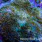 Leather Coral- Long Polyp Toadstool Leather 10cm WYSIWYG A2M Leather Coral- Long Polyp Toadstool Leather 10cm WYSIWYG A2M Soft Coral Leather Coral- Long Polyp Toadstool Leather 10cm WYSIWYG A2M Zeo Box Reef