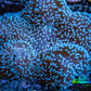 Leather Coral- Long Polyp Toadstool Leather 10cm WYSIWYG B2M1 Leather Coral- Long Polyp Toadstool Leather 10cm WYSIWYG B2M1 Soft Coral Leather Coral- Long Polyp Toadstool Leather 10cm WYSIWYG B2M1 Zeo Box Reef