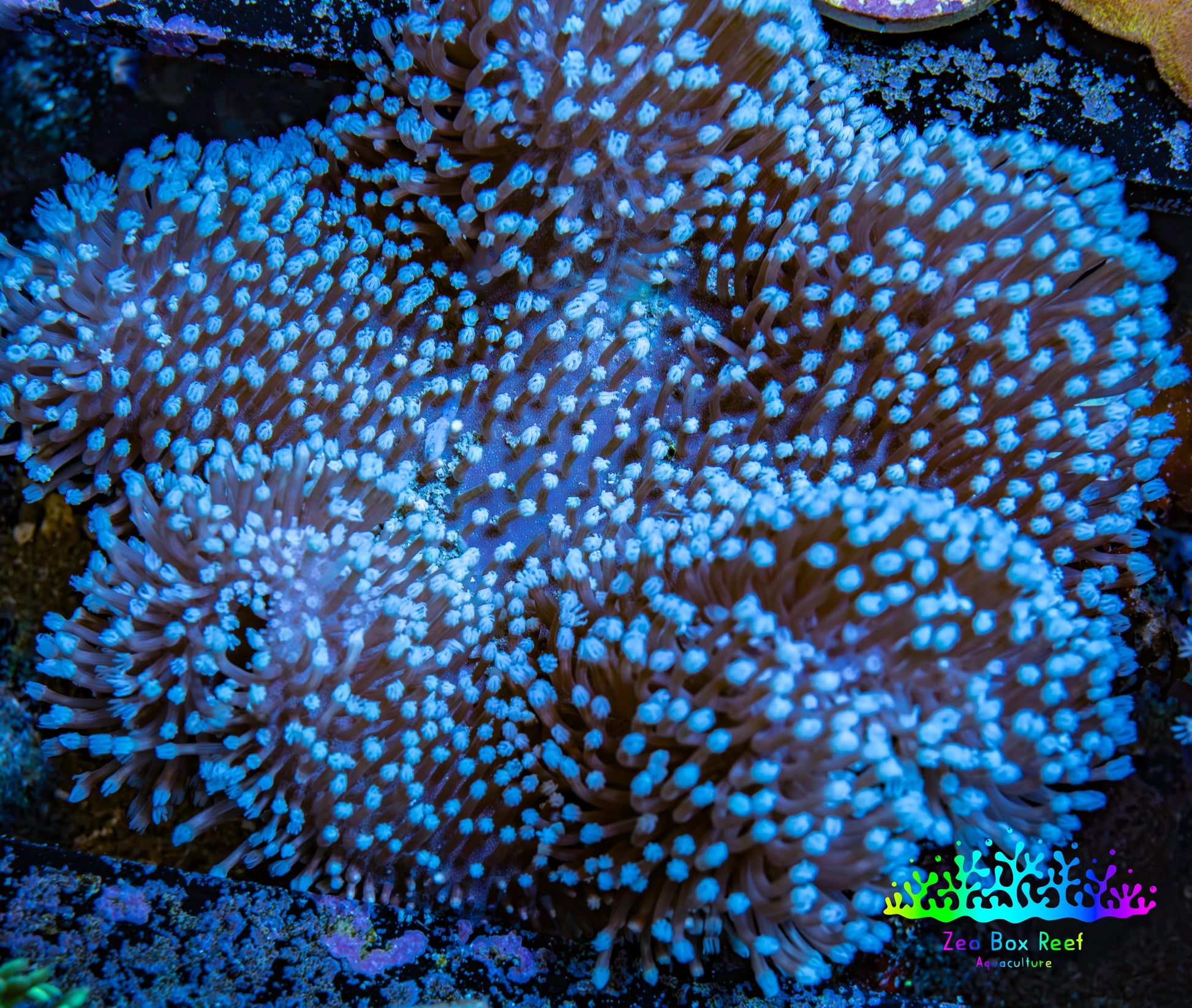 Leather Coral- Long Polyp Toadstool Leather 10cm WYSIWYG B2M1 Leather Coral- Long Polyp Toadstool Leather 10cm WYSIWYG B2M1 Soft Coral Leather Coral- Long Polyp Toadstool Leather 10cm WYSIWYG B2M1 Zeo Box Reef