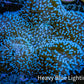 Leather Coral- Long Polyp Toadstool Leather 10cm WYSIWYG B2M1 Leather Coral- Long Polyp Toadstool Leather 10cm WYSIWYG B2M1 Soft Coral Leather Coral- Long Polyp Toadstool Leather 10cm WYSIWYG B2M1 Zeo Box Reef