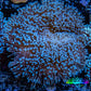 Leather Coral- Long Polyp Toadstool Leather 10cm WYSIWYG B2M2 Leather Coral- Long Polyp Toadstool Leather 10cm WYSIWYG B2M2 Soft Coral Leather Coral- Long Polyp Toadstool Leather 10cm WYSIWYG B2M2 Zeo Box Reef