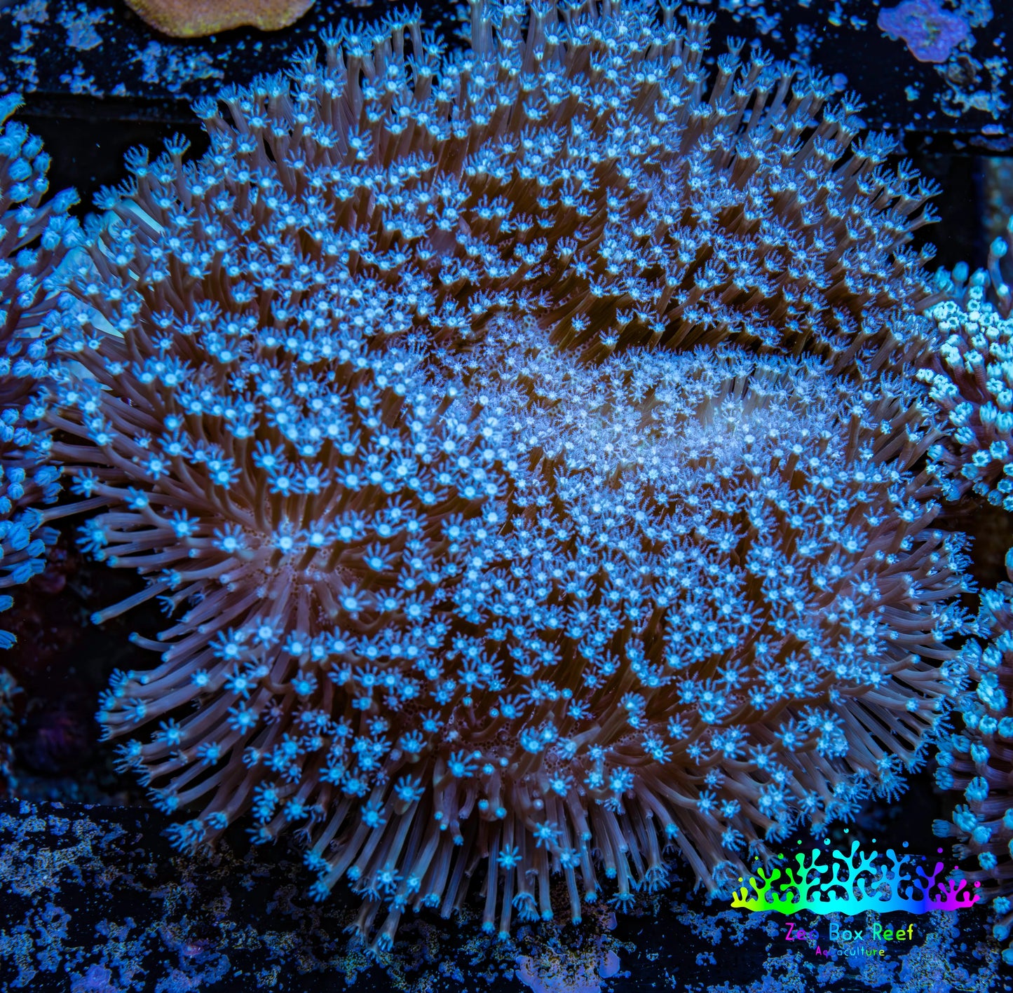 Leather Coral- Long Polyp Toadstool Leather 10cm WYSIWYG B2M2 Leather Coral- Long Polyp Toadstool Leather 10cm WYSIWYG B2M2 Soft Coral Leather Coral- Long Polyp Toadstool Leather 10cm WYSIWYG B2M2 Zeo Box Reef