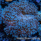 Leather Coral- Long Polyp Toadstool Leather 10cm WYSIWYG B2M2 Leather Coral- Long Polyp Toadstool Leather 10cm WYSIWYG B2M2 Soft Coral Leather Coral- Long Polyp Toadstool Leather 10cm WYSIWYG B2M2 Zeo Box Reef