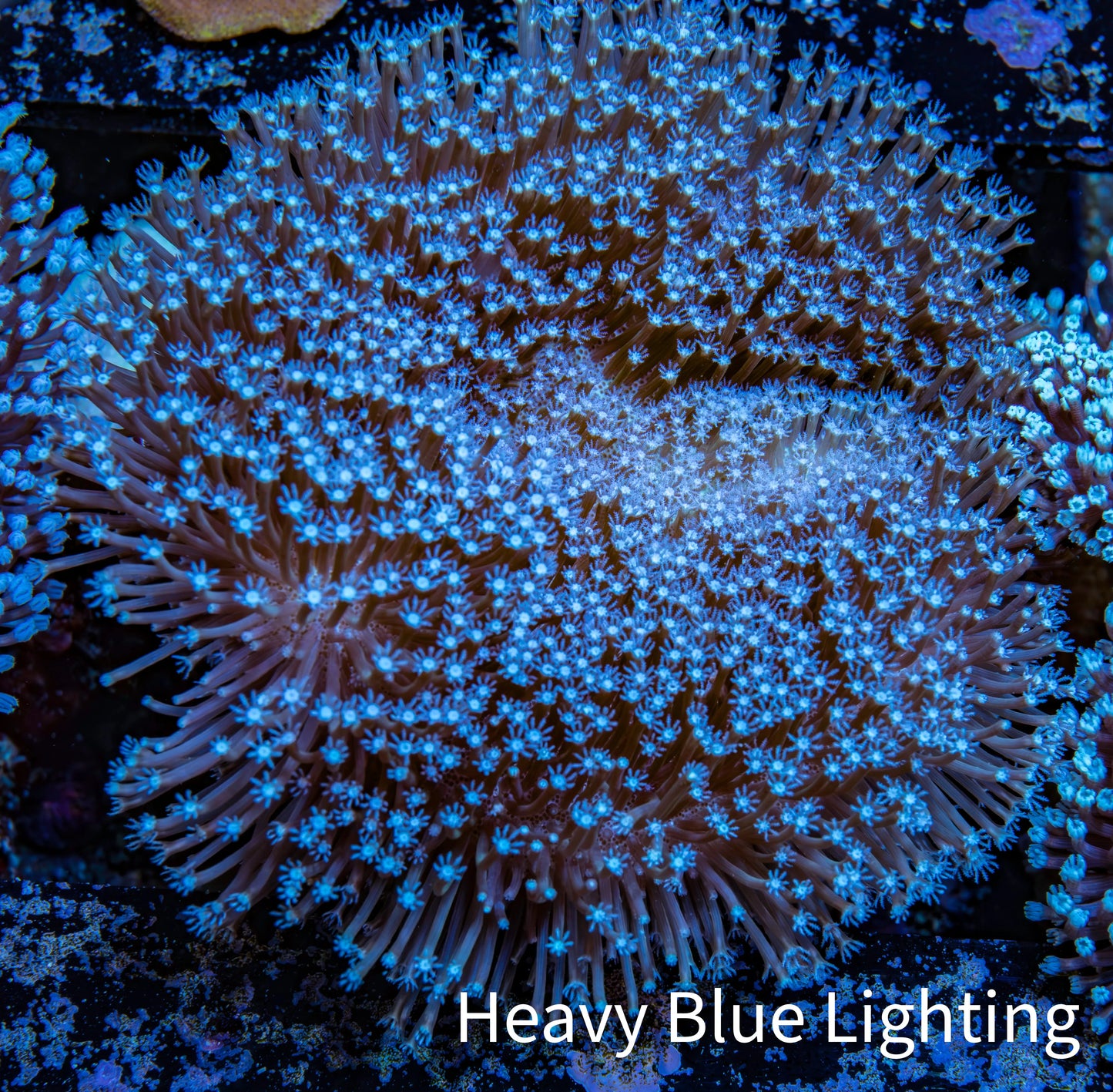Leather Coral- Long Polyp Toadstool Leather 10cm WYSIWYG B2M2 Leather Coral- Long Polyp Toadstool Leather 10cm WYSIWYG B2M2 Soft Coral Leather Coral- Long Polyp Toadstool Leather 10cm WYSIWYG B2M2 Zeo Box Reef