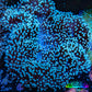 Leather Coral- Long Polyp Toadstool Leather 10cm WYSIWYG B2M3 Leather Coral- Long Polyp Toadstool Leather 10cm WYSIWYG B2M3 Soft Coral Leather Coral- Long Polyp Toadstool Leather 10cm WYSIWYG B2M3 Zeo Box Reef