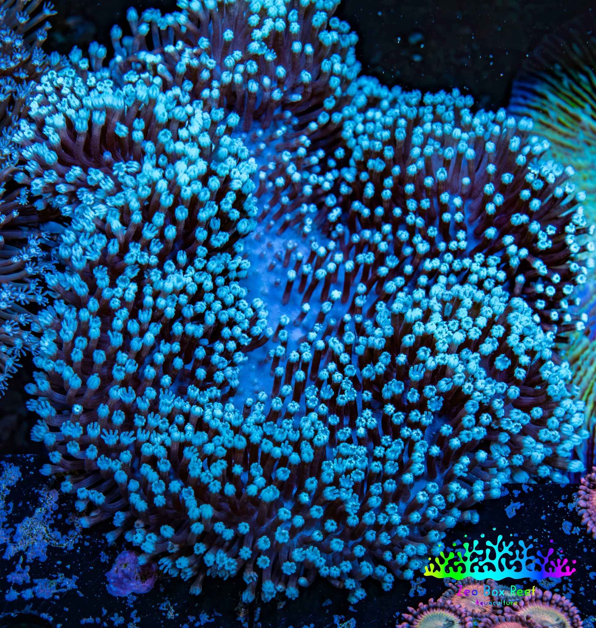 Leather Coral- Long Polyp Toadstool Leather 10cm WYSIWYG B2M3 Leather Coral- Long Polyp Toadstool Leather 10cm WYSIWYG B2M3 Soft Coral Leather Coral- Long Polyp Toadstool Leather 10cm WYSIWYG B2M3 Zeo Box Reef