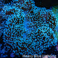 Leather Coral- Long Polyp Toadstool Leather 10cm WYSIWYG B2M3 Leather Coral- Long Polyp Toadstool Leather 10cm WYSIWYG B2M3 Soft Coral Leather Coral- Long Polyp Toadstool Leather 10cm WYSIWYG B2M3 Zeo Box Reef
