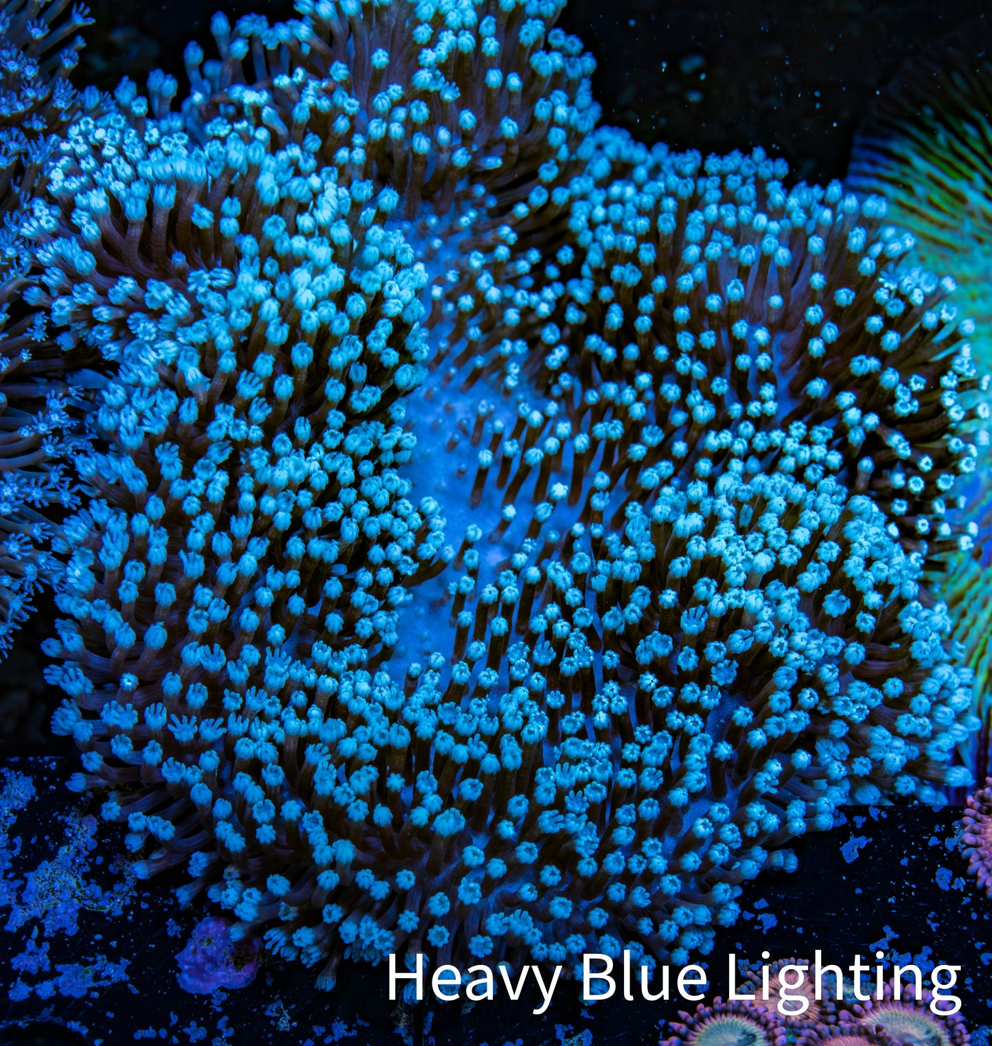 Leather Coral- Long Polyp Toadstool Leather 10cm WYSIWYG B2M3 Leather Coral- Long Polyp Toadstool Leather 10cm WYSIWYG B2M3 Soft Coral Leather Coral- Long Polyp Toadstool Leather 10cm WYSIWYG B2M3 Zeo Box Reef