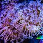 Leather Coral- Long Polyp Toadstool Leather 10cm WYSIWYG L1W2 Leather Coral- Long Polyp Toadstool Leather 10cm WYSIWYG L1W2 Soft Coral Leather Coral- Long Polyp Toadstool Leather 10cm WYSIWYG L1W2 Zeo Box Reef