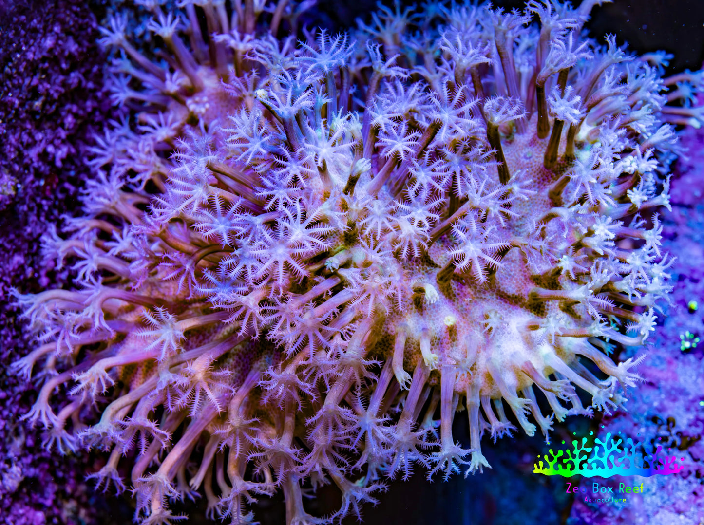 Leather Coral- Long Polyp Toadstool Leather 10cm WYSIWYG L1W2 Leather Coral- Long Polyp Toadstool Leather 10cm WYSIWYG L1W2 Soft Coral Leather Coral- Long Polyp Toadstool Leather 10cm WYSIWYG L1W2 Zeo Box Reef