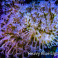 Leather Coral- Long Polyp Toadstool Leather 10cm WYSIWYG L1W2 Leather Coral- Long Polyp Toadstool Leather 10cm WYSIWYG L1W2 Soft Coral Leather Coral- Long Polyp Toadstool Leather 10cm WYSIWYG L1W2 Zeo Box Reef