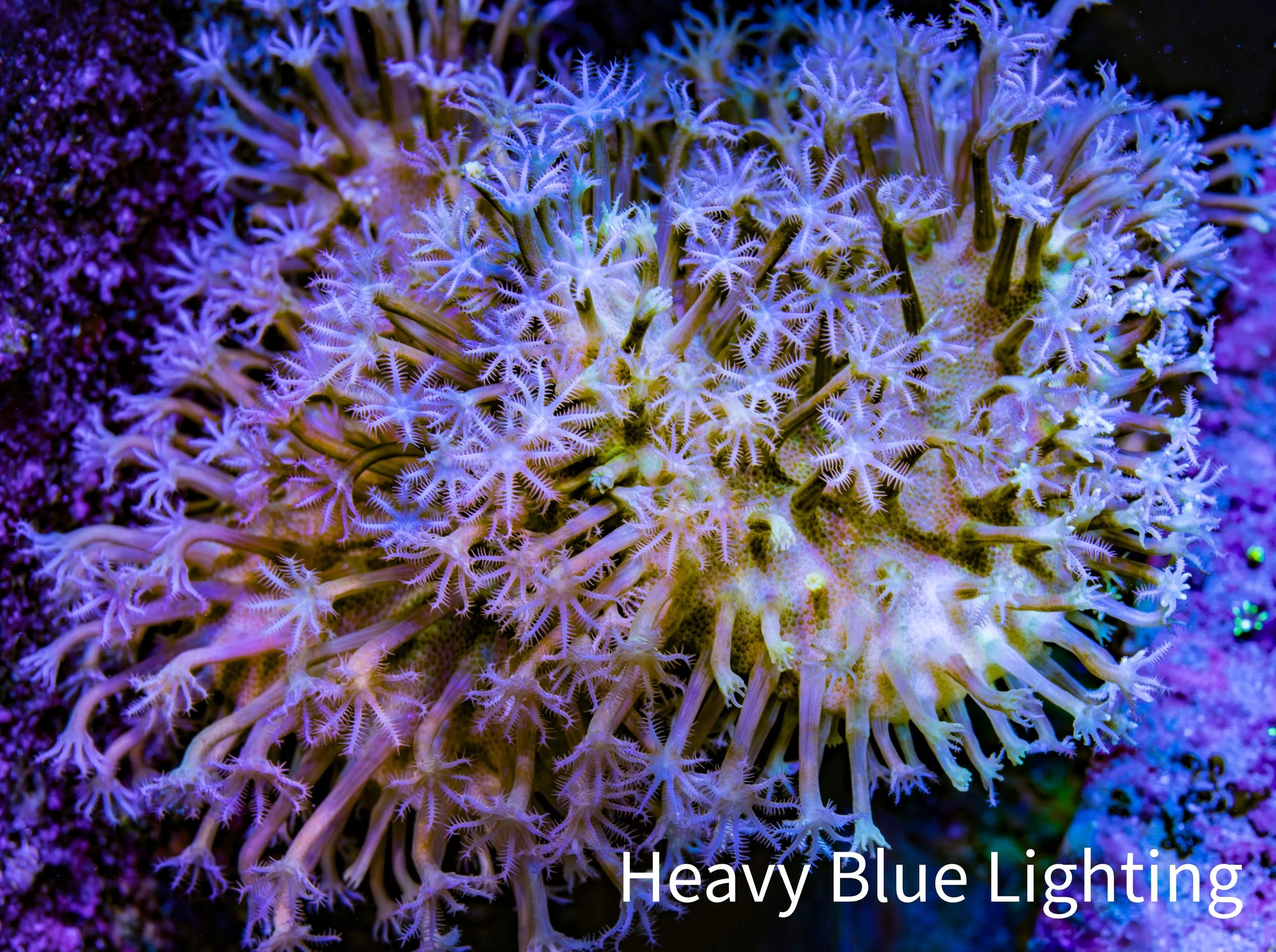 Leather Coral- Long Polyp Toadstool Leather 10cm WYSIWYG L1W2 Leather Coral- Long Polyp Toadstool Leather 10cm WYSIWYG L1W2 Soft Coral Leather Coral- Long Polyp Toadstool Leather 10cm WYSIWYG L1W2 Zeo Box Reef
