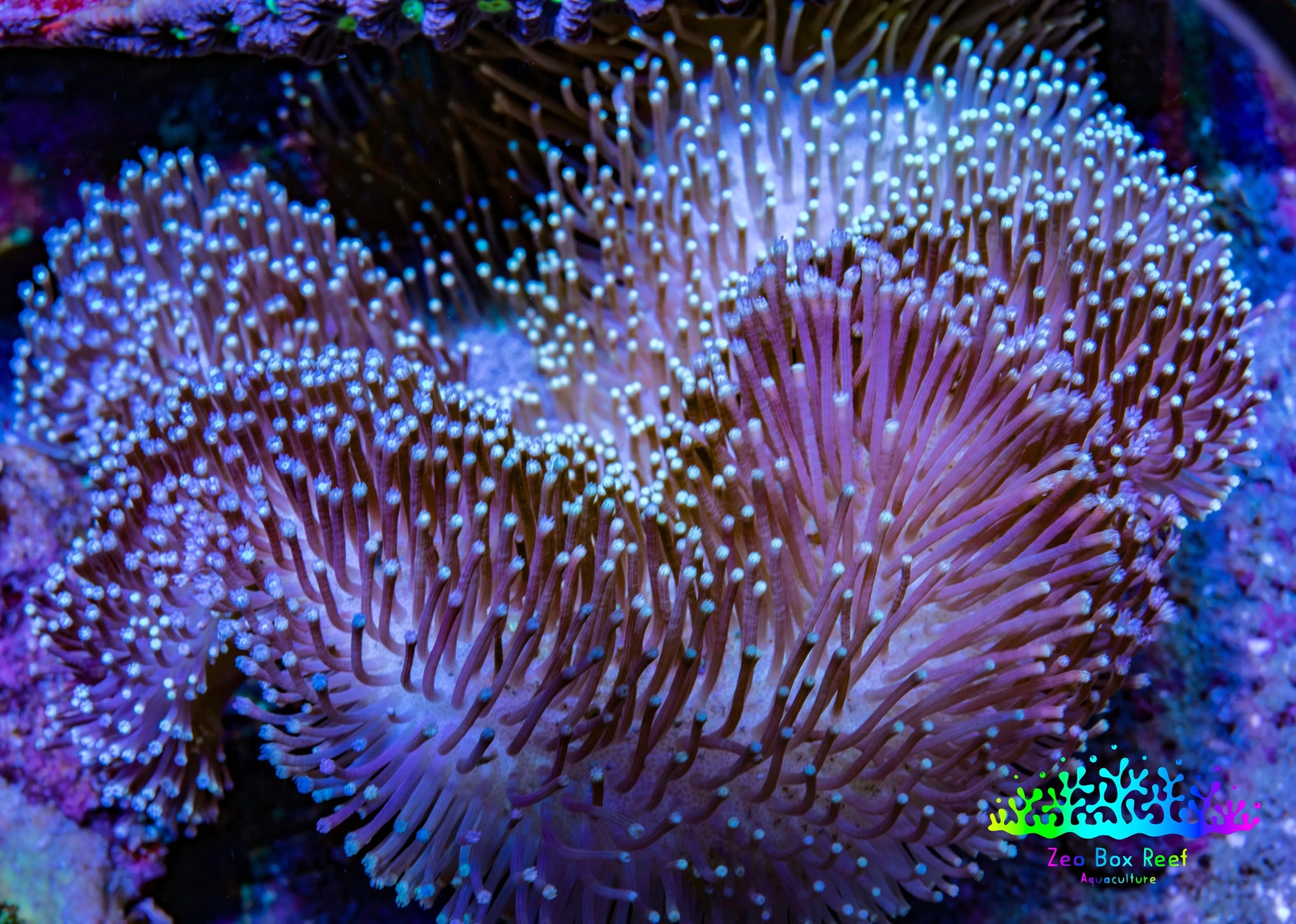 Leather Coral- Long Polyp Toadstool Leather 10cm WYSIWYG L3W2 Leather Coral- Long Polyp Toadstool Leather 10cm WYSIWYG L3W2 Soft Coral Leather Coral- Long Polyp Toadstool Leather 10cm WYSIWYG L3W2 Zeo Box Reef