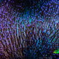 Leather Coral- Long Polyp Toadstool Leather 10cm WYSIWYG LB3 Leather Coral- Long Polyp Toadstool Leather 10cm WYSIWYG LB3 Soft Coral Leather Coral- Long Polyp Toadstool Leather 10cm WYSIWYG LB3 Zeo Box Reef