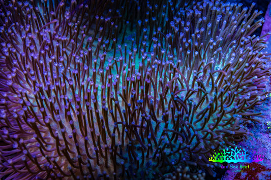 Leather Coral- Long Polyp Toadstool Leather 10cm WYSIWYG LB3 Leather Coral- Long Polyp Toadstool Leather 10cm WYSIWYG LB3 Soft Coral Leather Coral- Long Polyp Toadstool Leather 10cm WYSIWYG LB3 Zeo Box Reef
