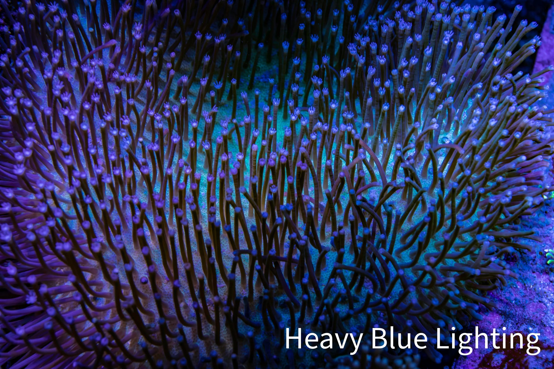Leather Coral- Long Polyp Toadstool Leather 10cm WYSIWYG LB3 Leather Coral- Long Polyp Toadstool Leather 10cm WYSIWYG LB3 Soft Coral Leather Coral- Long Polyp Toadstool Leather 10cm WYSIWYG LB3 Zeo Box Reef