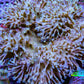 Leather Coral- Long Polyp Toadstool Leather 10cm WYSIWYG R2W2 Leather Coral- Long Polyp Toadstool Leather 10cm WYSIWYG R2W2 Soft Coral Leather Coral- Long Polyp Toadstool Leather 10cm WYSIWYG R2W2 Zeo Box Reef