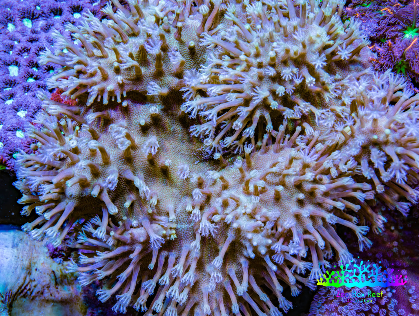 Leather Coral- Long Polyp Toadstool Leather 10cm WYSIWYG R2W2 Leather Coral- Long Polyp Toadstool Leather 10cm WYSIWYG R2W2 Soft Coral Leather Coral- Long Polyp Toadstool Leather 10cm WYSIWYG R2W2 Zeo Box Reef
