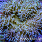 Leather Coral- Long Polyp Toadstool Leather 10cm WYSIWYG R2W2 Leather Coral- Long Polyp Toadstool Leather 10cm WYSIWYG R2W2 Soft Coral Leather Coral- Long Polyp Toadstool Leather 10cm WYSIWYG R2W2 Zeo Box Reef