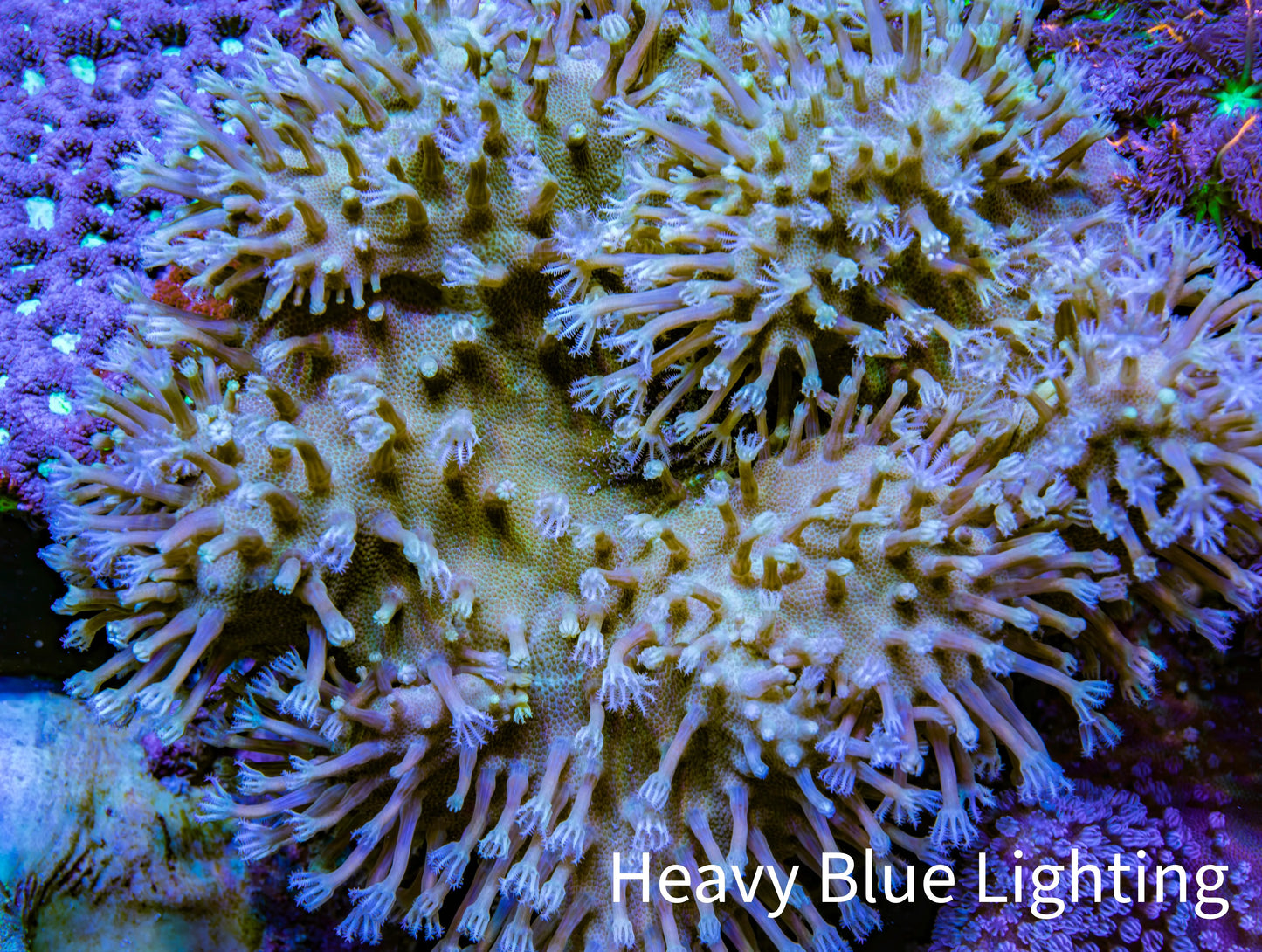 Leather Coral- Long Polyp Toadstool Leather 10cm WYSIWYG R2W2 Leather Coral- Long Polyp Toadstool Leather 10cm WYSIWYG R2W2 Soft Coral Leather Coral- Long Polyp Toadstool Leather 10cm WYSIWYG R2W2 Zeo Box Reef