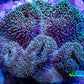 Leather Coral- Long Polyp Toadstool Leather 10cm WYSIWYG Leather Coral- Long Polyp Toadstool Leather 10cm WYSIWYG Soft Coral Leather Coral- Long Polyp Toadstool Leather 10cm WYSIWYG Zeo Box Reef