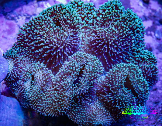 Leather Coral- Long Polyp Toadstool Leather 10cm WYSIWYG Leather Coral- Long Polyp Toadstool Leather 10cm WYSIWYG Soft Coral Leather Coral- Long Polyp Toadstool Leather 10cm WYSIWYG Zeo Box Reef