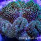 Leather Coral- Long Polyp Toadstool Leather 10cm WYSIWYG Leather Coral- Long Polyp Toadstool Leather 10cm WYSIWYG Soft Coral Leather Coral- Long Polyp Toadstool Leather 10cm WYSIWYG Zeo Box Reef