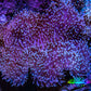 Leather Coral- Long Polyp Toadstool Leather 10cm WYSIWYG Leather Coral- Long Polyp Toadstool Leather 10cm WYSIWYG Soft Coral Leather Coral- Long Polyp Toadstool Leather 10cm WYSIWYG Zeo Box Reef