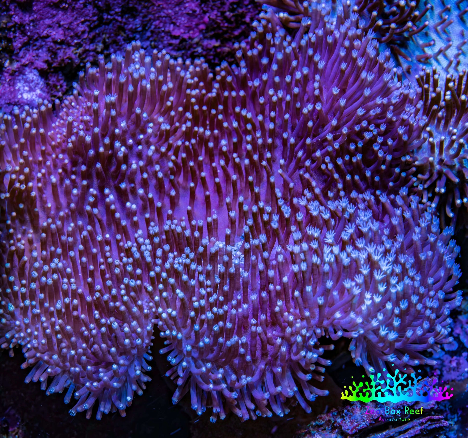 Leather Coral- Long Polyp Toadstool Leather 10cm WYSIWYG Leather Coral- Long Polyp Toadstool Leather 10cm WYSIWYG Soft Coral Leather Coral- Long Polyp Toadstool Leather 10cm WYSIWYG Zeo Box Reef