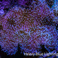 Leather Coral- Long Polyp Toadstool Leather 10cm WYSIWYG Leather Coral- Long Polyp Toadstool Leather 10cm WYSIWYG Soft Coral Leather Coral- Long Polyp Toadstool Leather 10cm WYSIWYG Zeo Box Reef