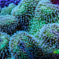 Leather Coral- Long Polyp Toadstool Leather 10cm WYSIWYG Leather Coral- Long Polyp Toadstool Leather 10cm WYSIWYG Soft Coral Leather Coral- Long Polyp Toadstool Leather 10cm WYSIWYG Zeo Box Reef