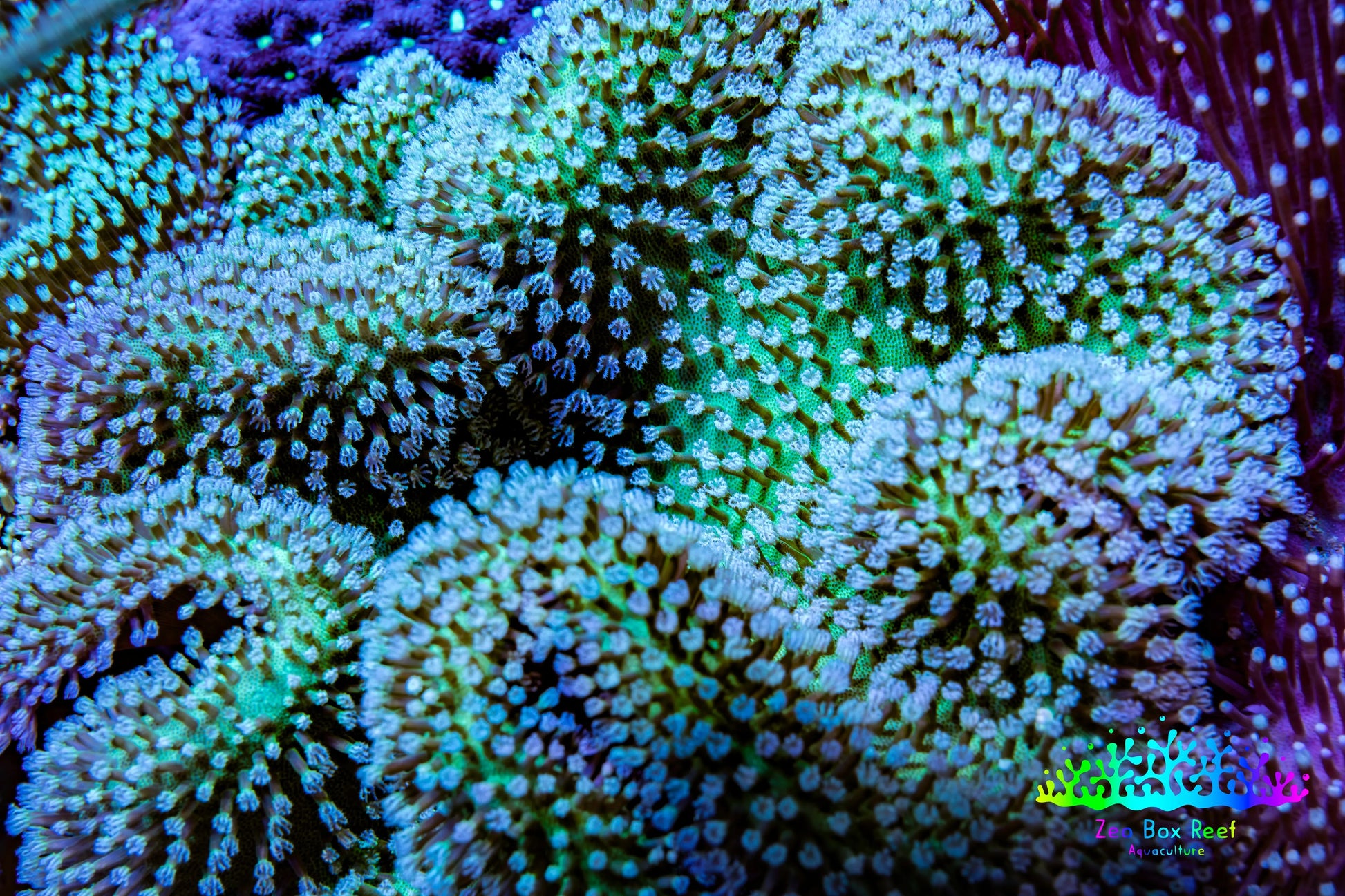 Leather Coral- Long Polyp Toadstool Leather 10cm WYSIWYG Leather Coral- Long Polyp Toadstool Leather 10cm WYSIWYG Soft Coral Leather Coral- Long Polyp Toadstool Leather 10cm WYSIWYG Zeo Box Reef