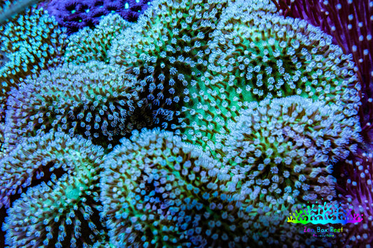 Leather Coral- Long Polyp Toadstool Leather 10cm WYSIWYG Leather Coral- Long Polyp Toadstool Leather 10cm WYSIWYG Soft Coral Leather Coral- Long Polyp Toadstool Leather 10cm WYSIWYG Zeo Box Reef