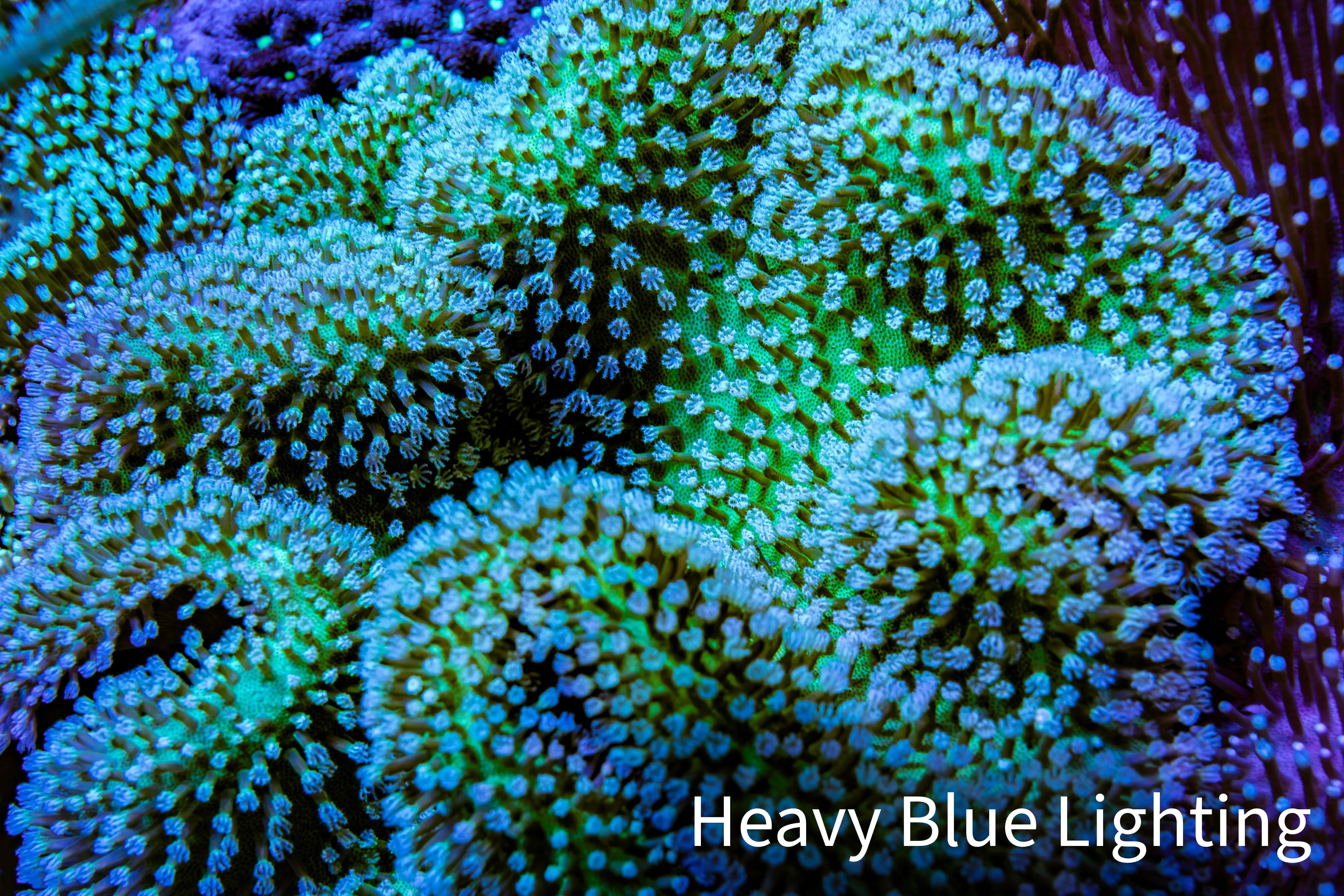 Long Polyp Toadstool Leather Coral 10cm WYSIWYG | ZBR – Zeo Box Reef ...