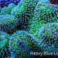 Leather Coral- Long Polyp Toadstool Leather 10cm WYSIWYG Leather Coral- Long Polyp Toadstool Leather 10cm WYSIWYG Soft Coral Leather Coral- Long Polyp Toadstool Leather 10cm WYSIWYG Zeo Box Reef