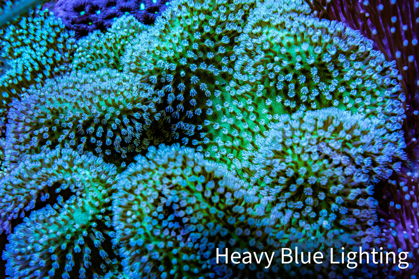 Leather Coral- Long Polyp Toadstool Leather 10cm WYSIWYG Leather Coral- Long Polyp Toadstool Leather 10cm WYSIWYG Soft Coral Leather Coral- Long Polyp Toadstool Leather 10cm WYSIWYG Zeo Box Reef
