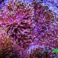 Leather Coral- Long Polyp Toadstool Leather 10cm WYSIWYG Leather Coral- Long Polyp Toadstool Leather 10cm WYSIWYG Soft Coral Leather Coral- Long Polyp Toadstool Leather 10cm WYSIWYG Zeo Box Reef