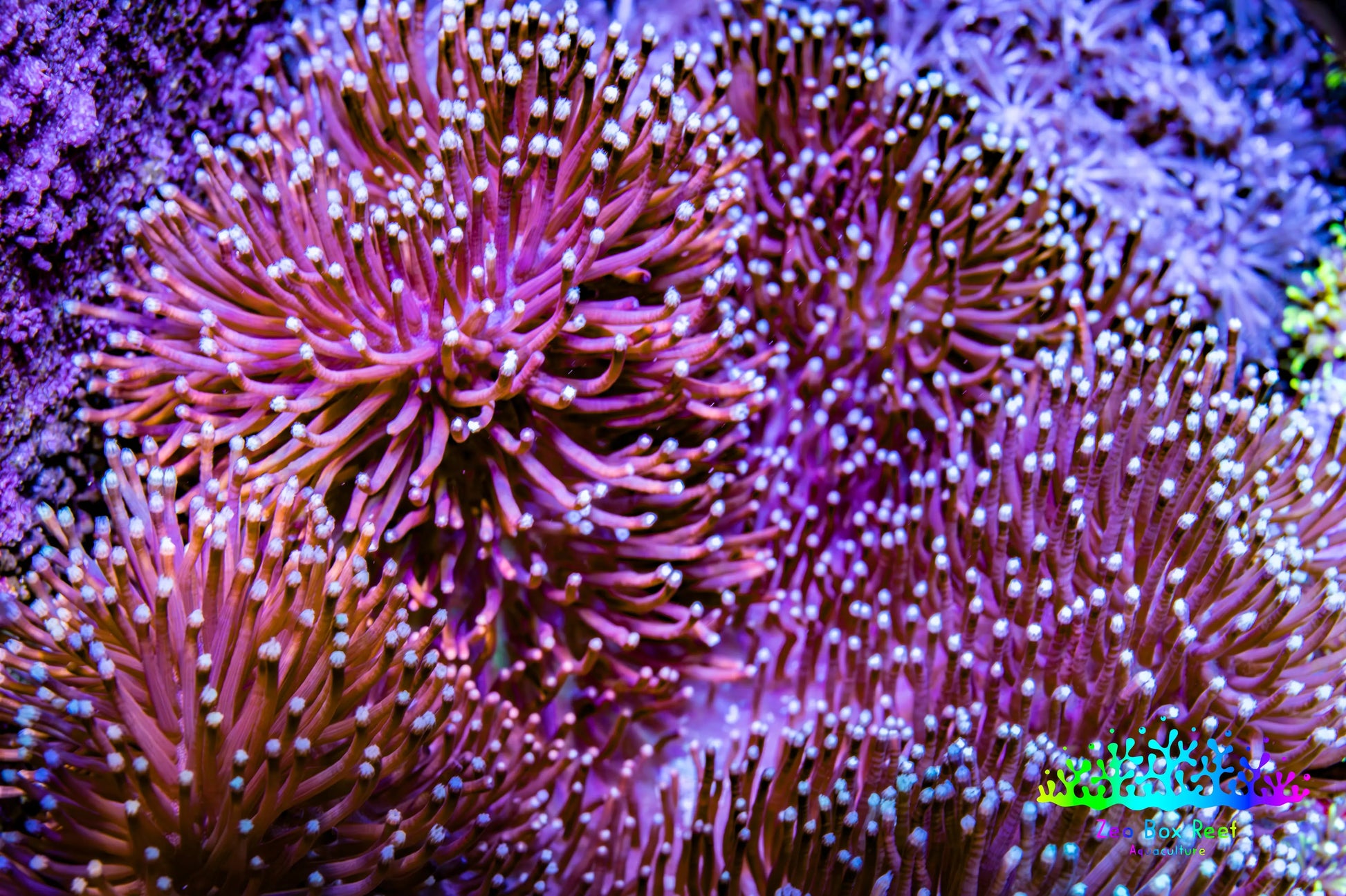 Leather Coral- Long Polyp Toadstool Leather 10cm WYSIWYG Leather Coral- Long Polyp Toadstool Leather 10cm WYSIWYG Soft Coral Leather Coral- Long Polyp Toadstool Leather 10cm WYSIWYG Zeo Box Reef