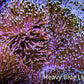 Leather Coral- Long Polyp Toadstool Leather 10cm WYSIWYG Leather Coral- Long Polyp Toadstool Leather 10cm WYSIWYG Soft Coral Leather Coral- Long Polyp Toadstool Leather 10cm WYSIWYG Zeo Box Reef