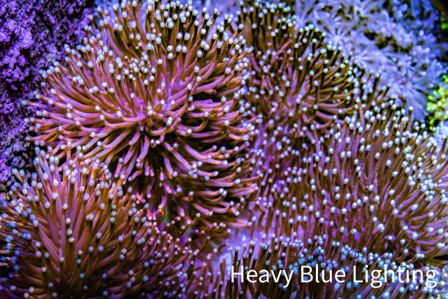 Leather Coral- Long Polyp Toadstool Leather 10cm WYSIWYG Leather Coral- Long Polyp Toadstool Leather 10cm WYSIWYG Soft Coral Leather Coral- Long Polyp Toadstool Leather 10cm WYSIWYG Zeo Box Reef