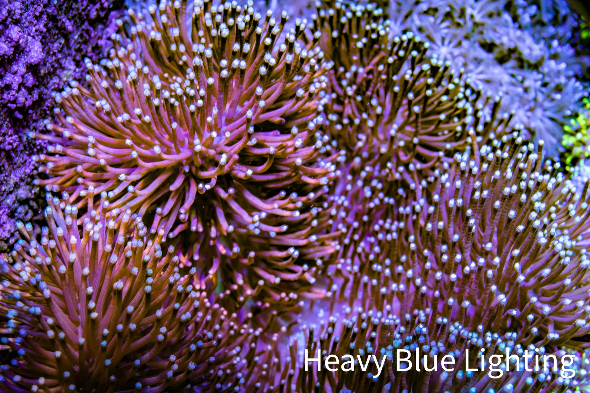 Leather Coral- Long Polyp Toadstool Leather 10cm WYSIWYG Leather Coral- Long Polyp Toadstool Leather 10cm WYSIWYG Soft Coral Leather Coral- Long Polyp Toadstool Leather 10cm WYSIWYG Zeo Box Reef