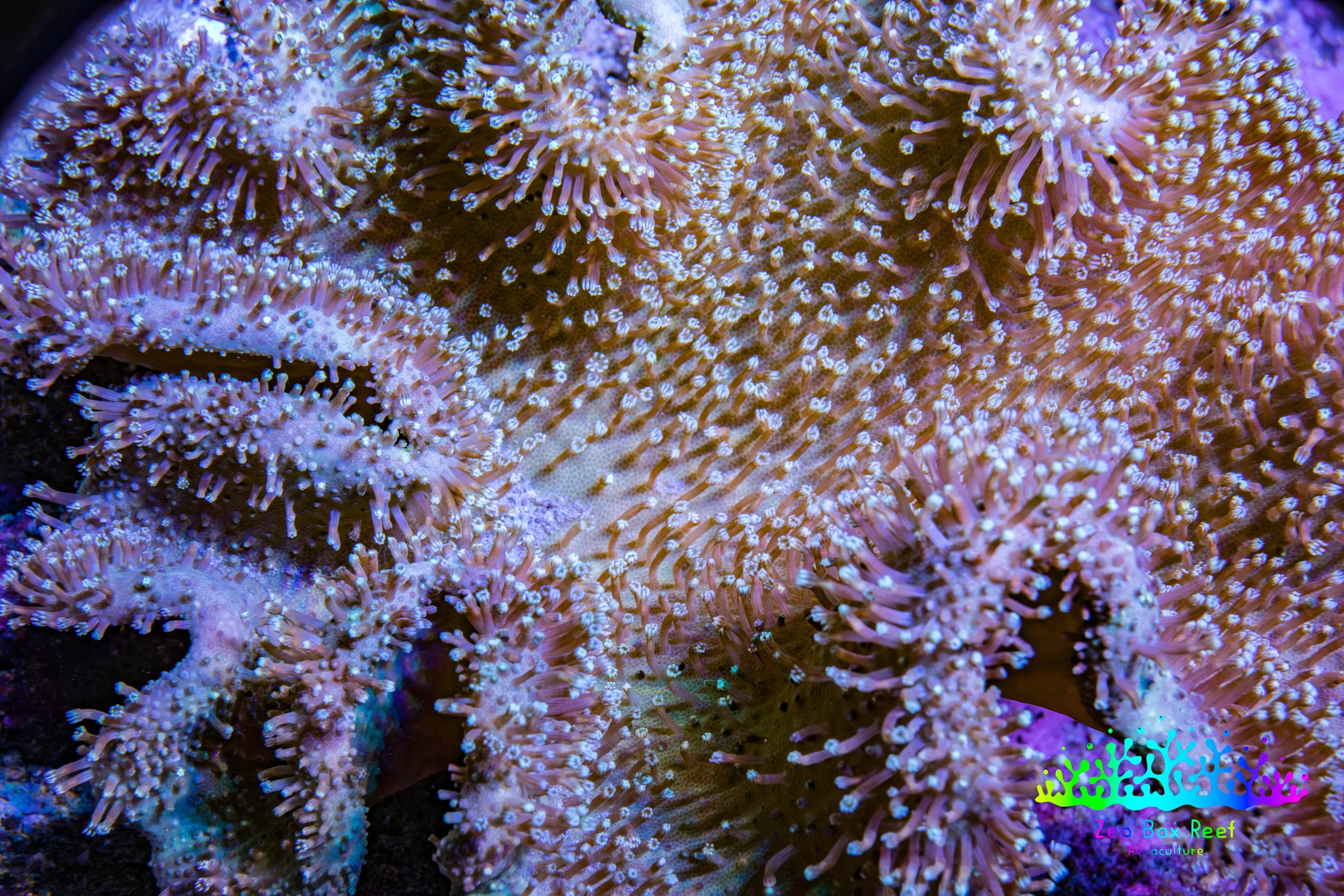 Buy Long Polyp Leather Coral Online in Australia | Soft Corals – Zeo ...