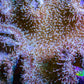 Leather Coral-Long Polyp Toadstool Leather 12cm WYSIWYG R1W2 Leather Coral-Long Polyp Toadstool Leather 12cm WYSIWYG R1W2 Soft Coral Leather Coral-Long Polyp Toadstool Leather 12cm WYSIWYG R1W2 Zeo Box Reef