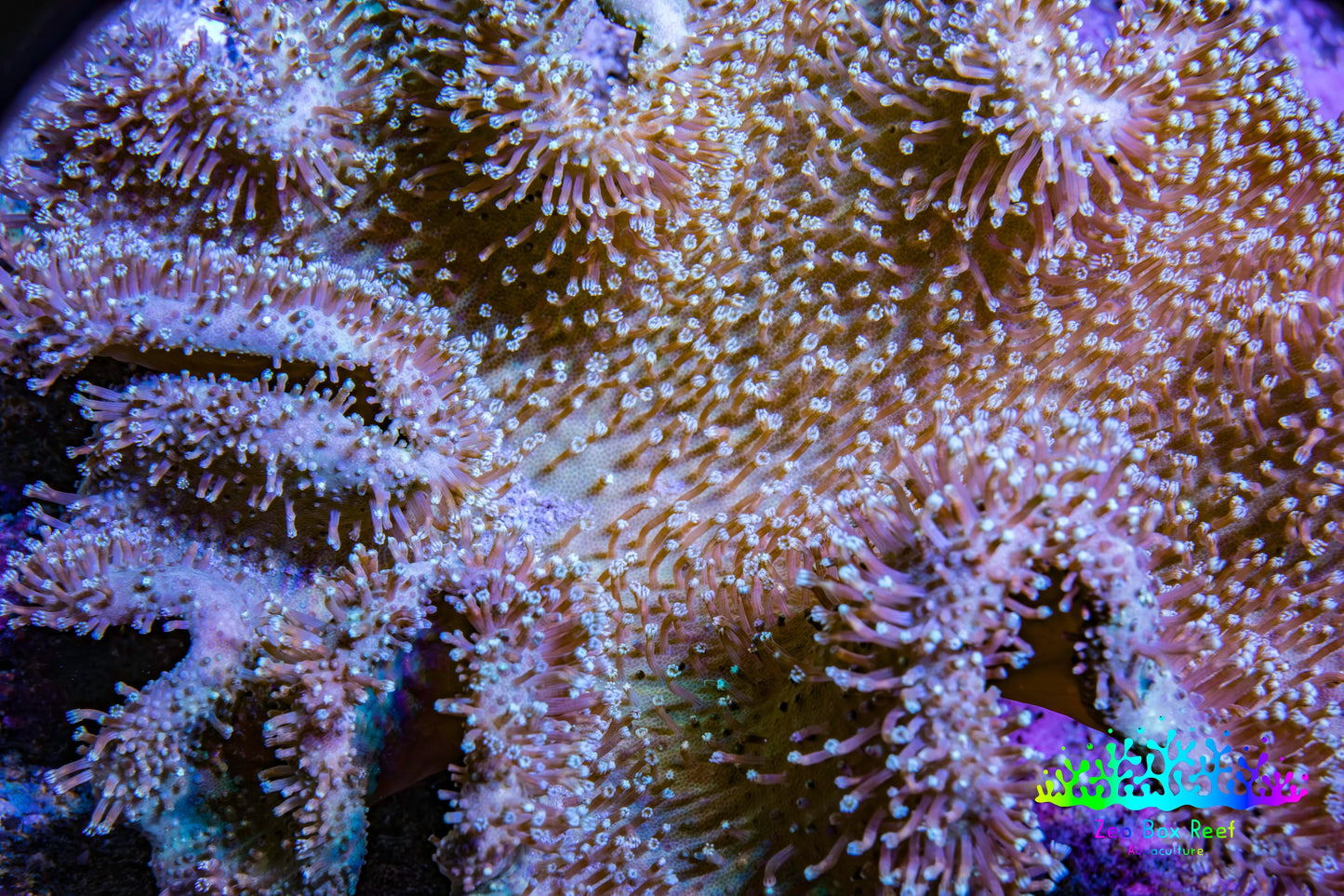 Leather Coral-Long Polyp Toadstool Leather 12cm WYSIWYG R1W2 Leather Coral-Long Polyp Toadstool Leather 12cm WYSIWYG R1W2 Soft Coral Leather Coral-Long Polyp Toadstool Leather 12cm WYSIWYG R1W2 Zeo Box Reef